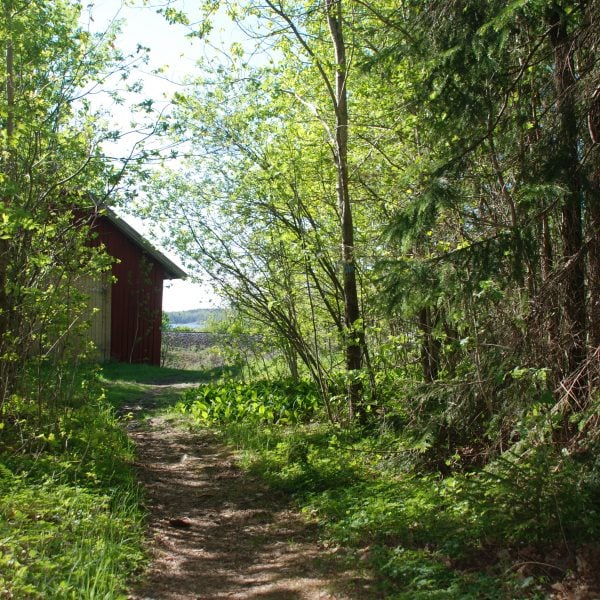 Bilde fra skogen i Valbyskogen i Larvik